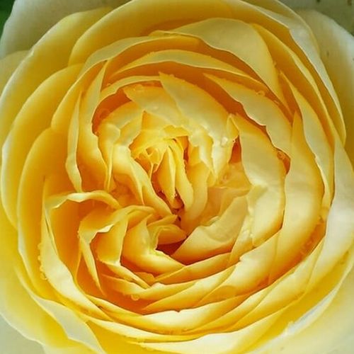 Szkółka róż - angielska róża - żółty  - Rosa  Charlotte - róża z dyskretnym zapachem - David Austin - Jedna z najładniejszych, żółtych róż angielskich. Posiada przyjemny zapach róży herbacianej, a jej żywe kwiaty są ozdobą od wiosny do jesieni. Świetnie n